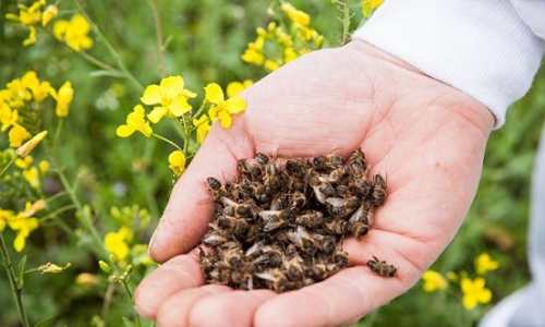 Как вылечить аденому пчелиным подмором