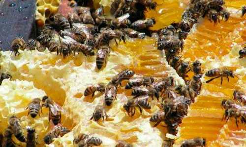Как вылечить аденому пчелиным подмором